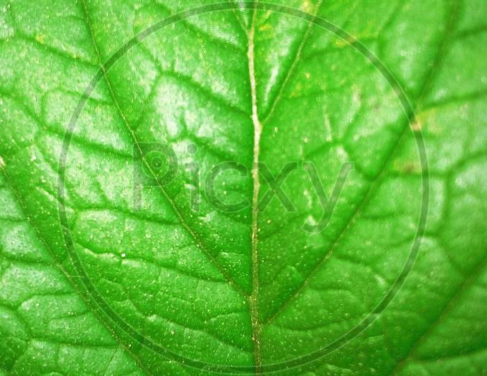 Veins of green leaves are sub-veins