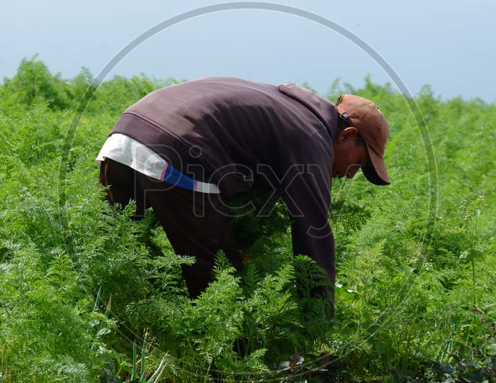 Farmers Harvest Carrots In The Fertile Fields