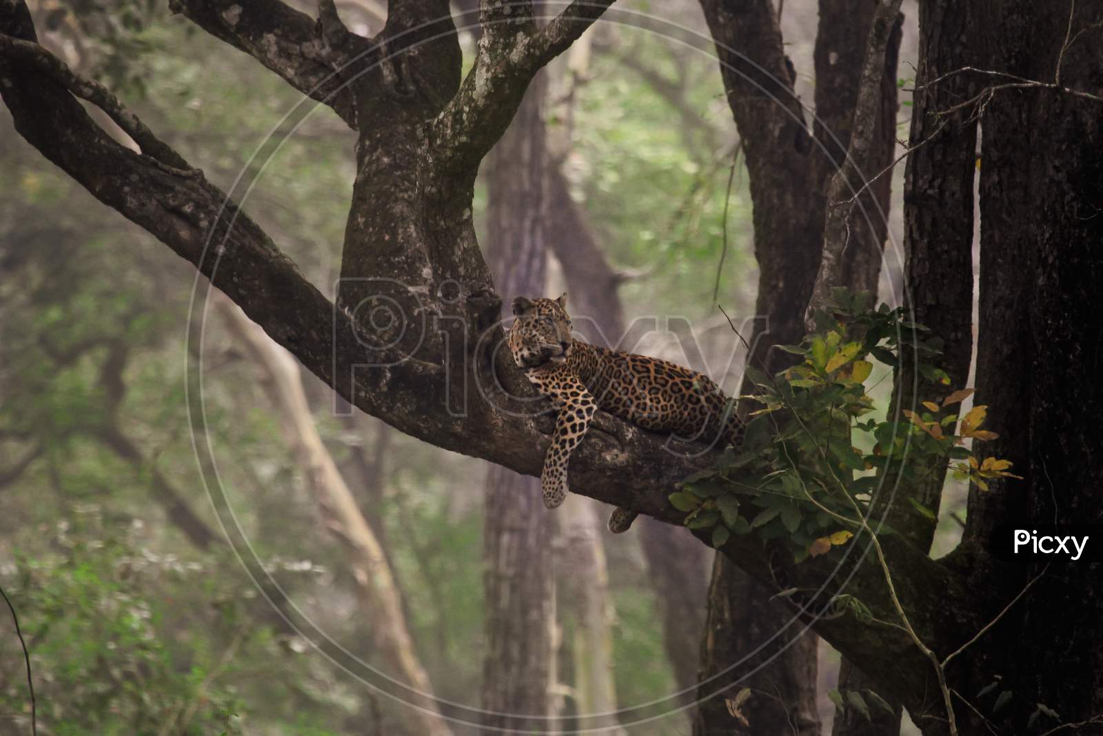 Leopard on a tree
