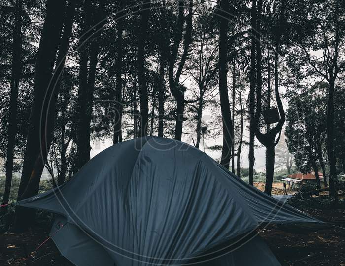 The excitement of camping in the sengon forest, sleeping under the dense trees