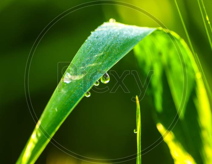 Macro shot of dew on Grass