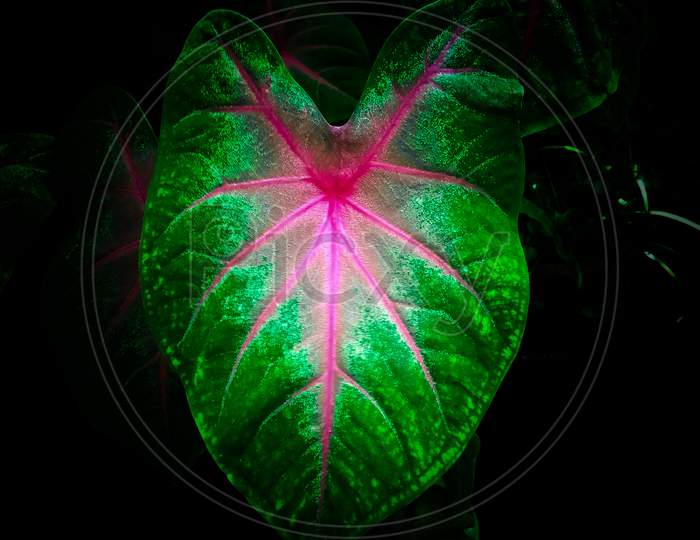 Caladium Bulb Plant Leaf