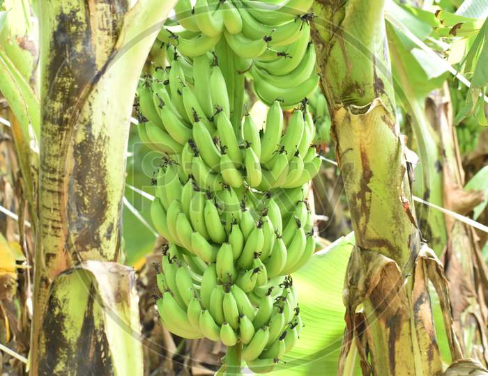 Closeup shot of hanging unripe bananas bunch