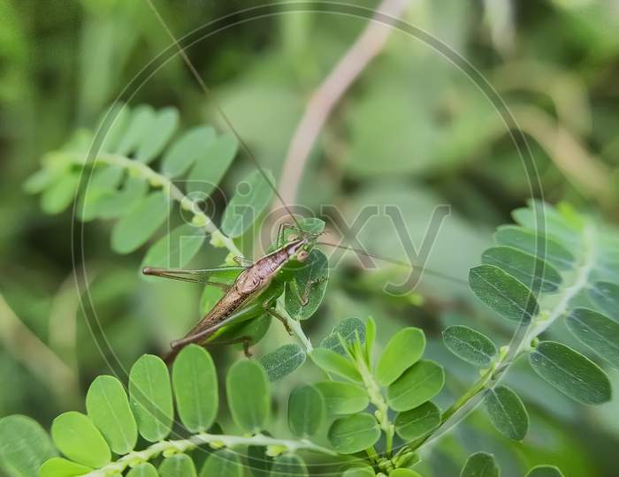 Conocephalus melaenus insect on leaf garden Conocephalus melaenus insect