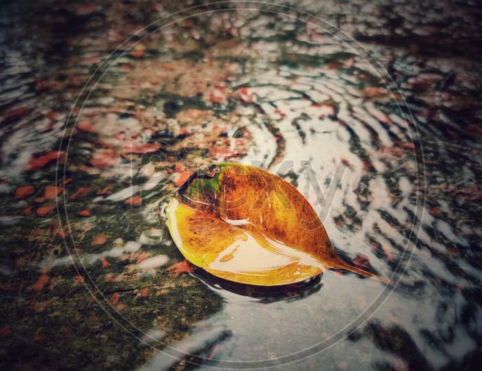 Lonely life! Lone leaf!