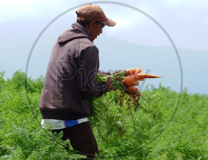 Farmers Harvest Carrots In The Fertile Fields