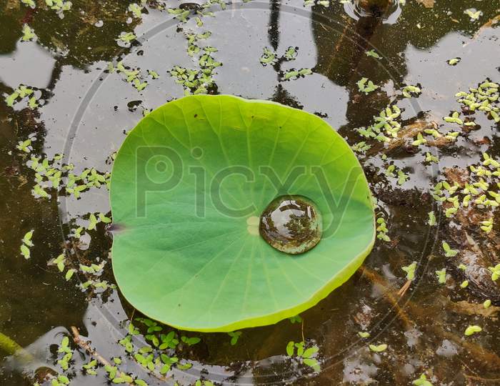 Waterdrop on Lotus leaf!