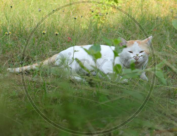 A garden cat relaxing on the grass.