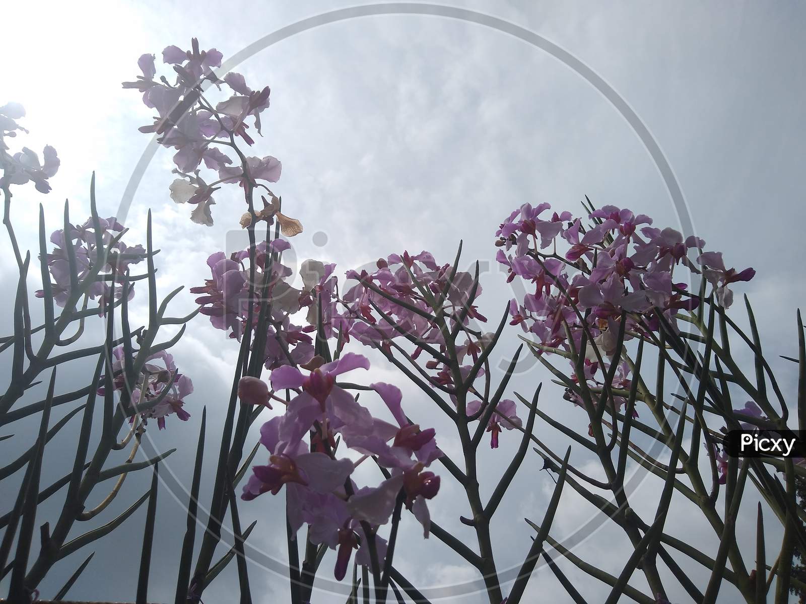 Orchid flowers against the sky