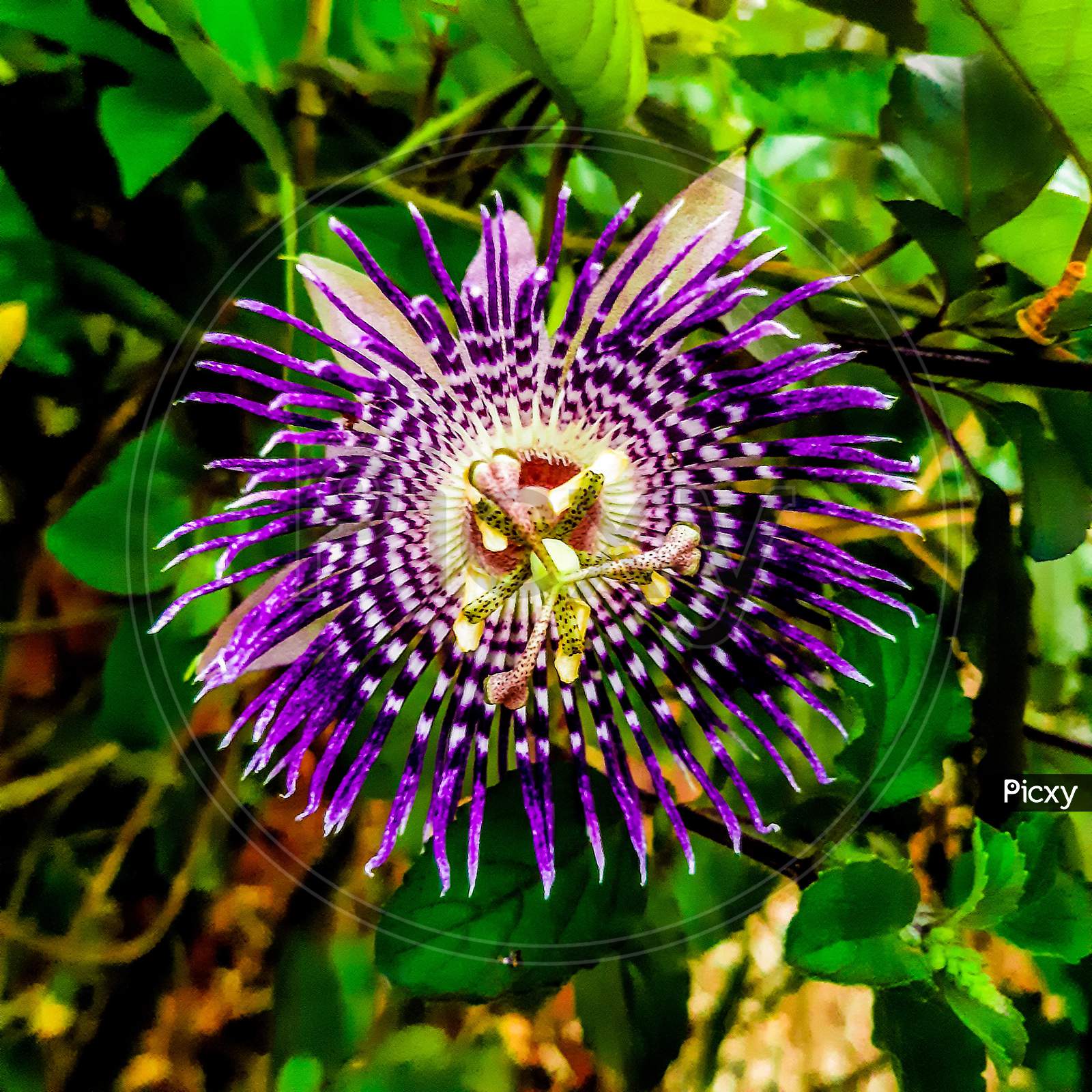 Purple Color flower