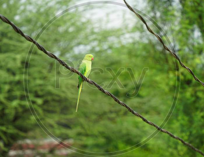 Familiarity, Joy, And Happiness Bird View Of Green Paraket Or Parrot.