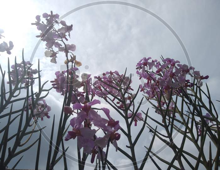 Orchid flowers against the sky