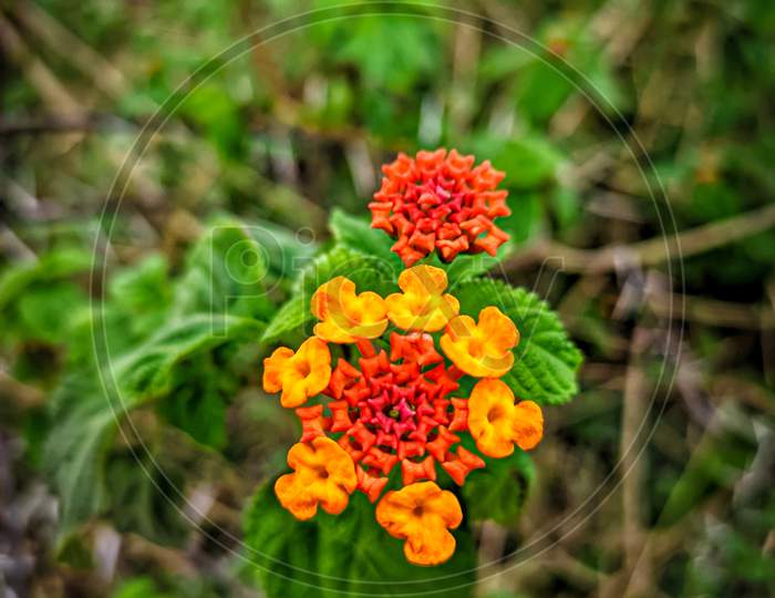 Micro shot of colourful flower