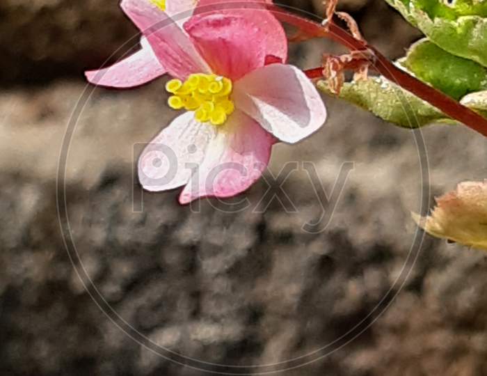 Terrestrial plant pink flower blossom