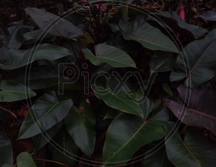 Philodendron erubescens or blushing philodendron plant