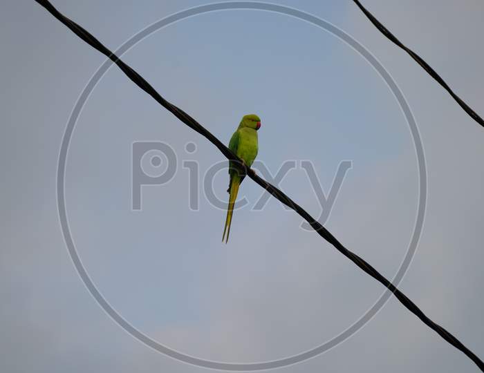 Psittaciformes Or Parrot Sitting On Rope With Natural Background.