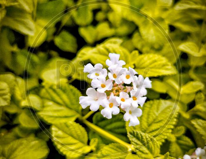 Micro shot of white flower