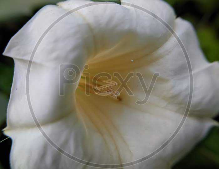 Datura metel plant white flower garden white flowers