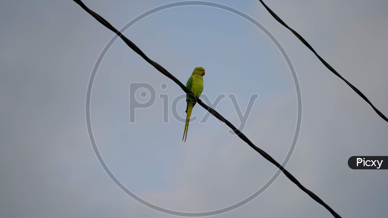Psittaciformes Or Parrot Sitting On Rope With Natural Background.