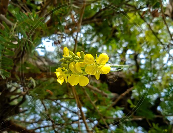 Yellow flower on tree