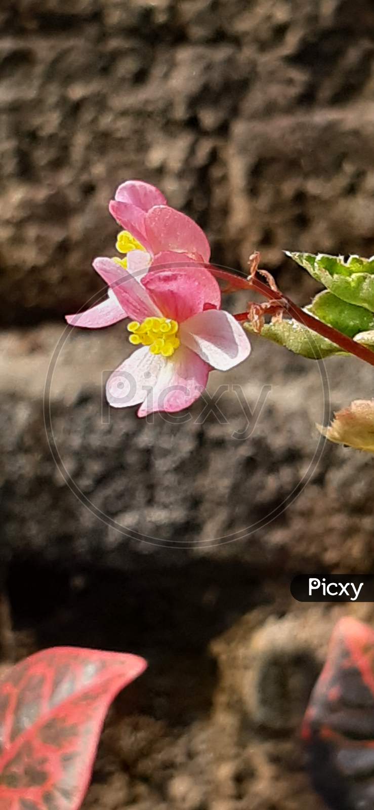 Terrestrial plant pink flower blossom