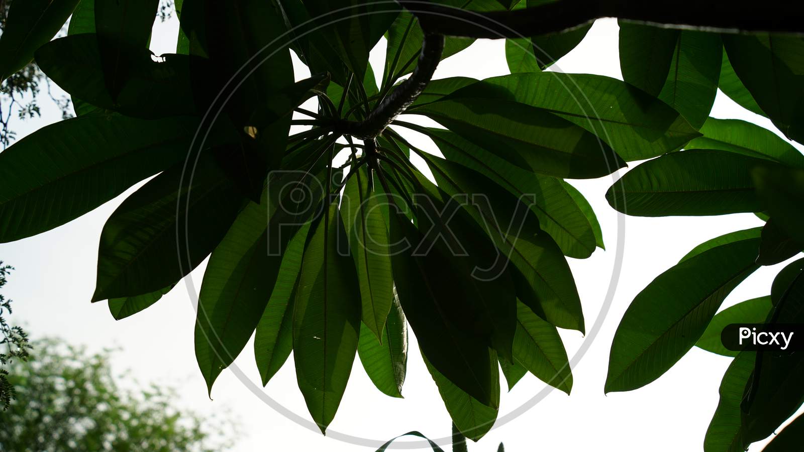 Selective Focus On Green Leaves Of Shadowed Tree With Attractive Greenish Pigment
