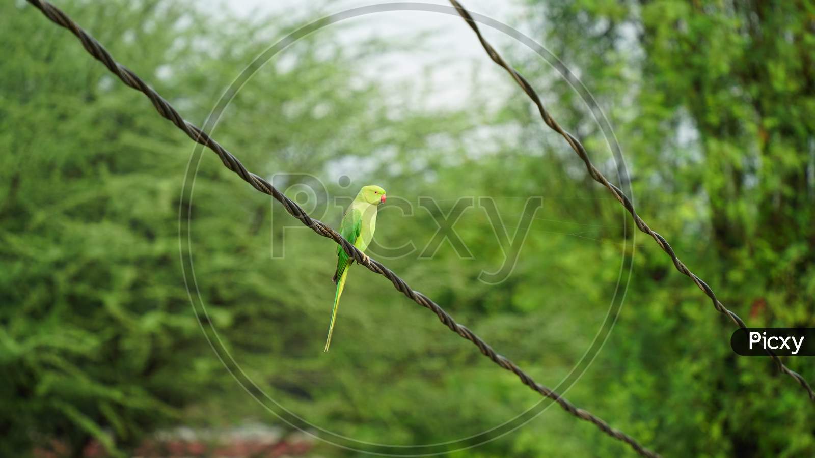Parrot With Nature. Parrots Also Known As Psittacines With Blurred Background.