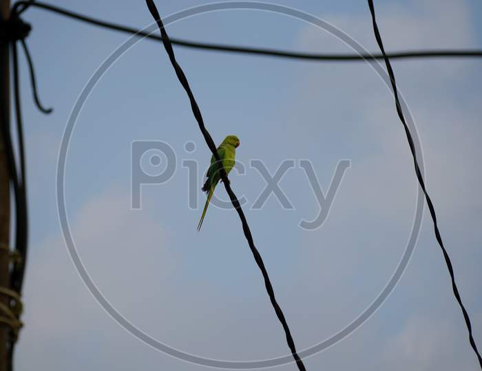 Close Up To The Beautiful Green Parrot Or Psittaciformes With Natural Background.