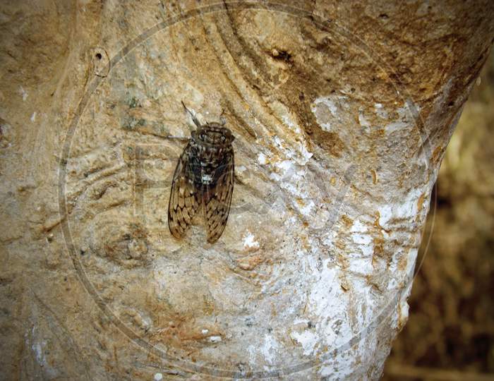 Adult Cicada