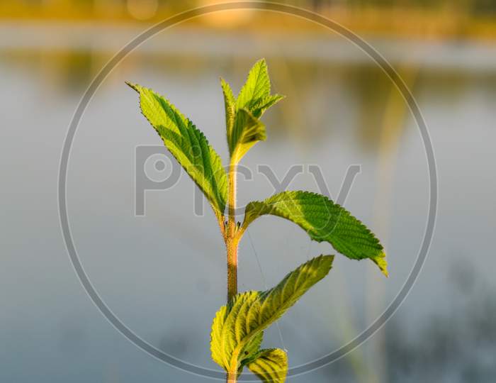 A Beautiful Green Plant Beside A Lake Countryside Of India