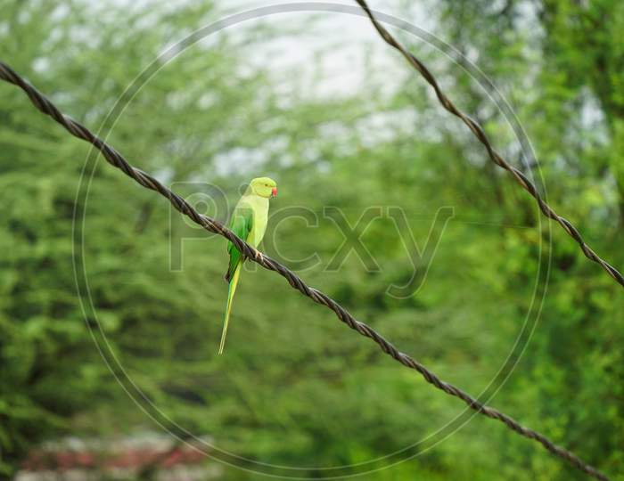 Beautiful View Of Green Parrot Or Psittaciformes With Attractive Greenish Nature.