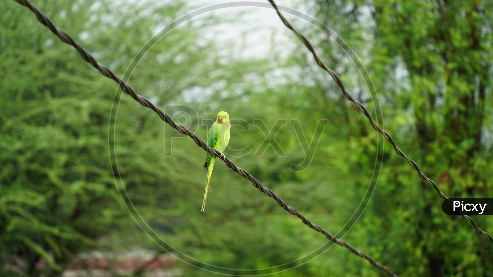 Awesome View Of Green Parrot Sitting On Iron Rope Alone.
