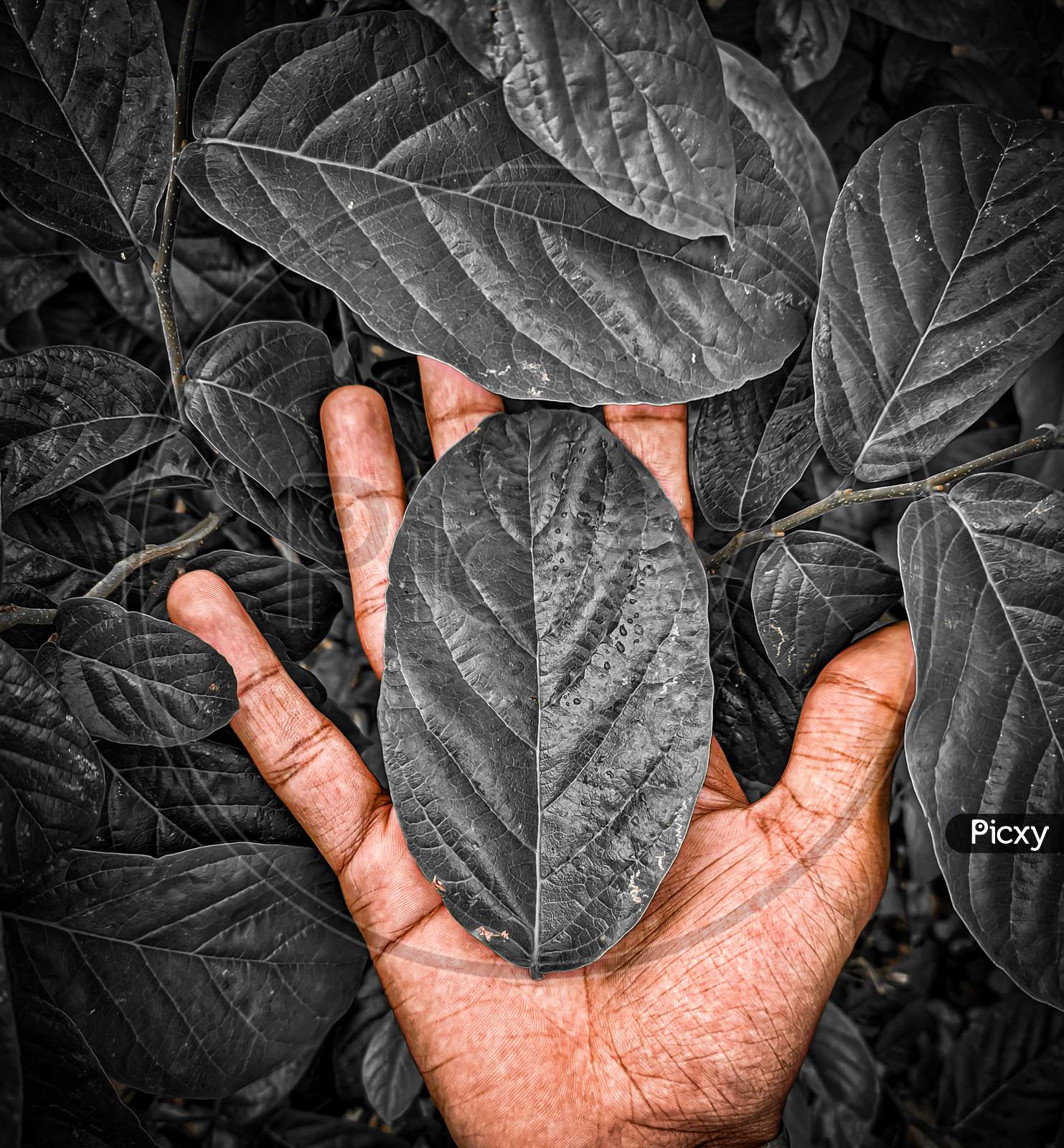 Leaves on a hand