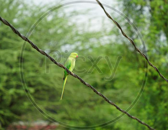 Parrot With Nature. Parrots Also Known As Psittacines With Blurred Background.
