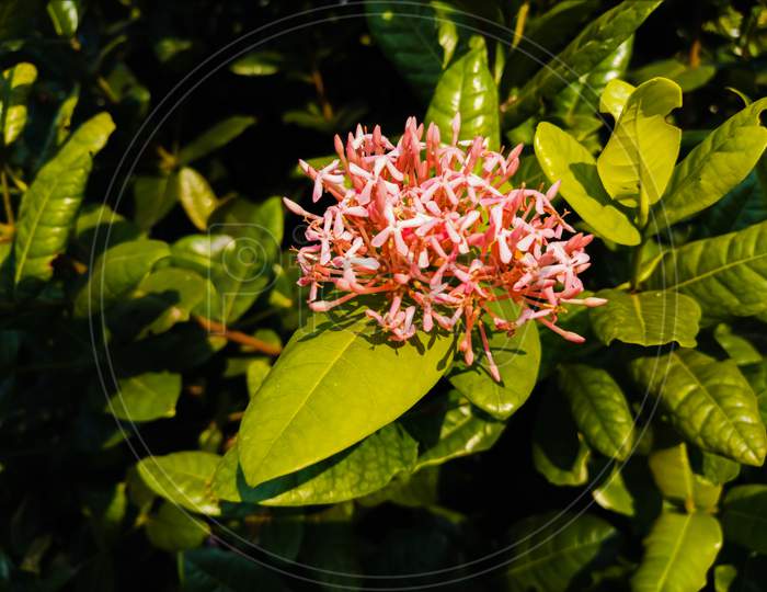 A flower of Chinese Ixora.