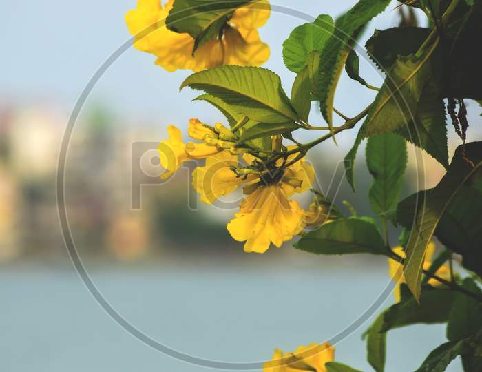 Yellow Trumpet Bush Flowers Which Is Shrub In Trumpet Vine Family.