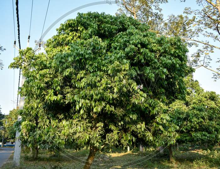 A Beautiful Litchi Tree Beside A Road In Rural Area In India
