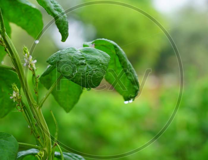 Greenish Leaves Of Guar Or Cyamopsis Tetragonoloba Plant With Blurred Background