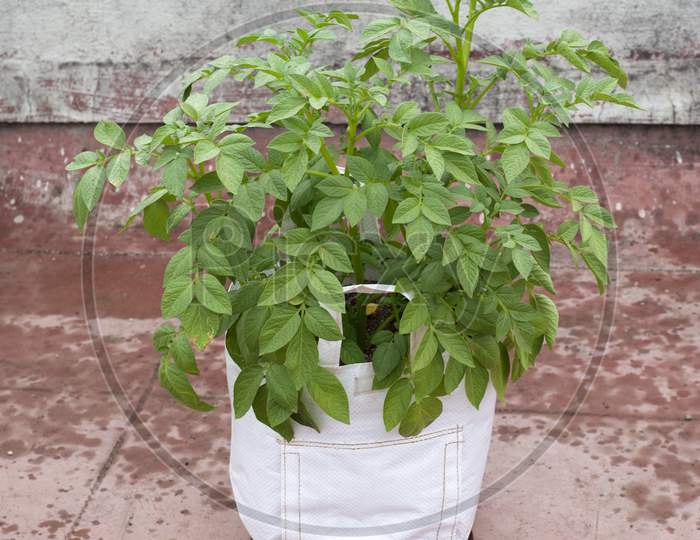 Potato Plant Growing In Polythene Grow Bag