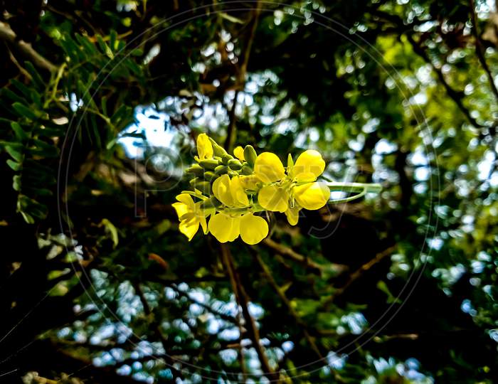 Yellow flower on tree