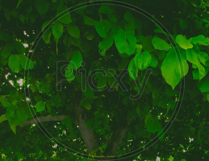 Wallpaper - Green Nature