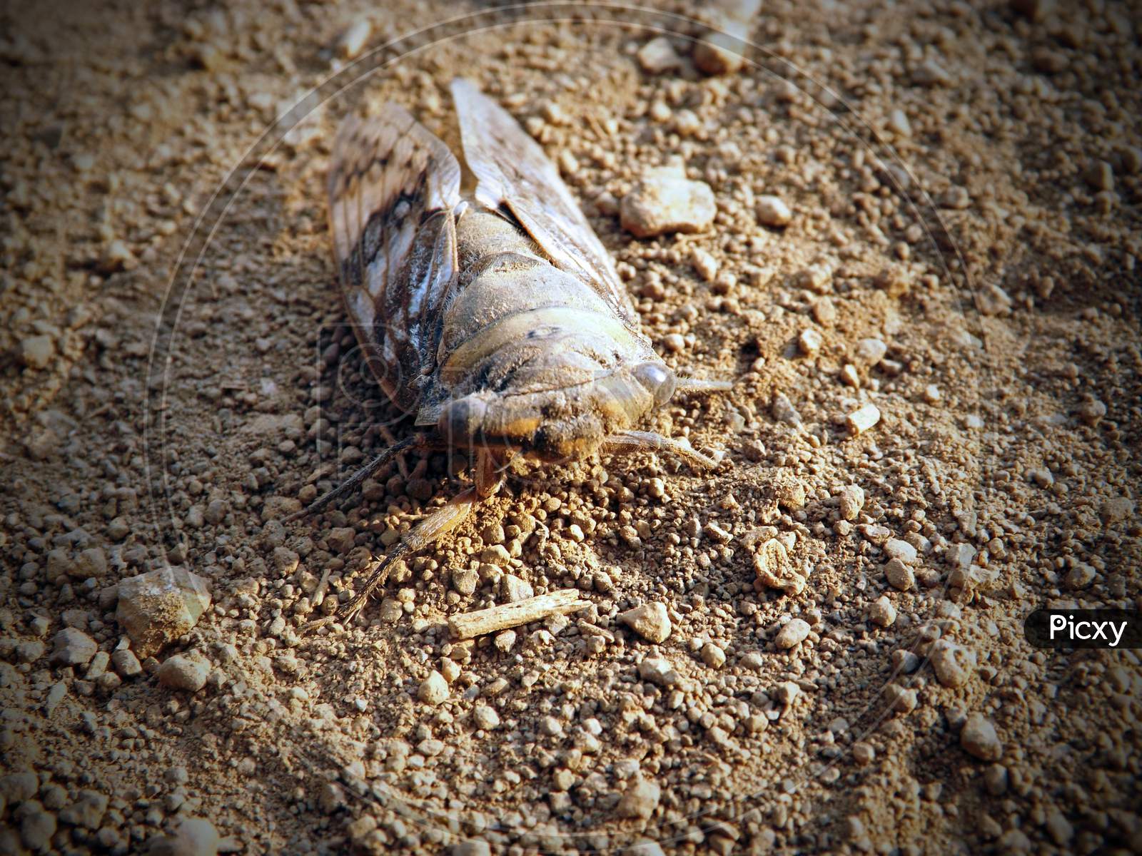Cicada's abandoned shell.