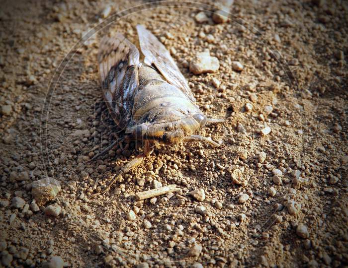 Cicada's abandoned shell.
