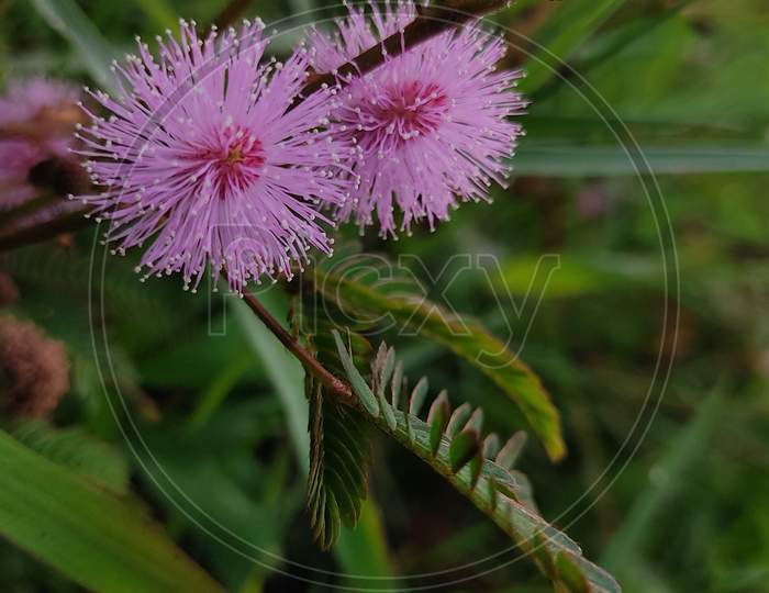Touch me not plant flower (Mimosa Pudica).