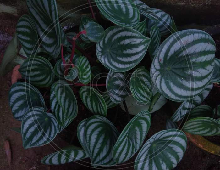 the watermelon peperomia or watermelon begonia plant leaves