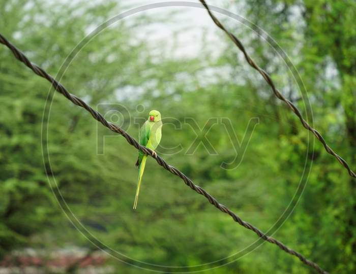 Awesome View Of Green Parrot Sitting On Iron Rope Alone.
