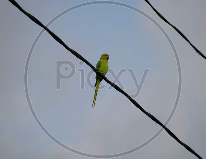Green Colored Of Parrots On Iron Rope, Sitting With Blurred Background.