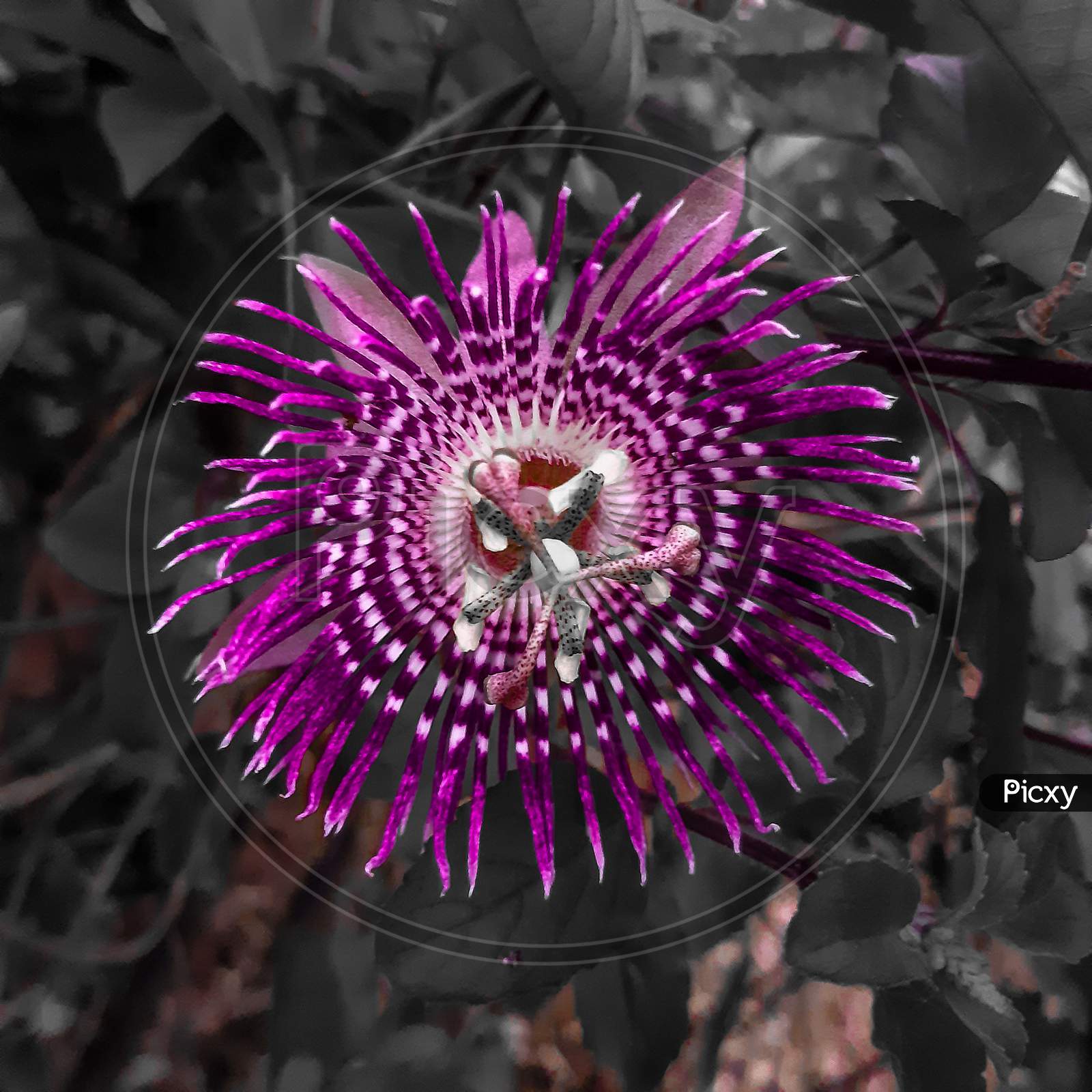Balck & purple color flower