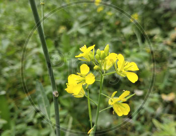 Mustard Flower photography