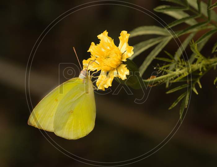 the common emigrant or lemon emigrant butterfly